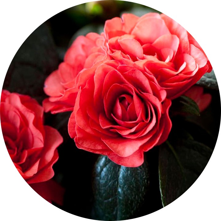 Aiko Red demeulemeester.gent